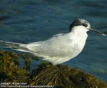 Sandwich Tern