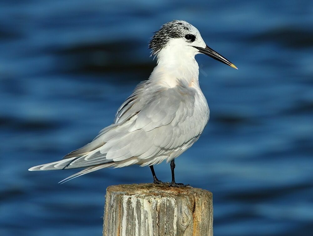 Sandwich Tern