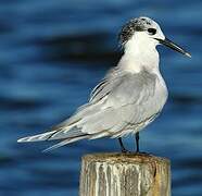 Sandwich Tern