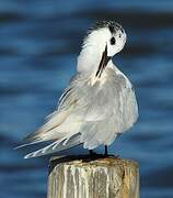 Sandwich Tern