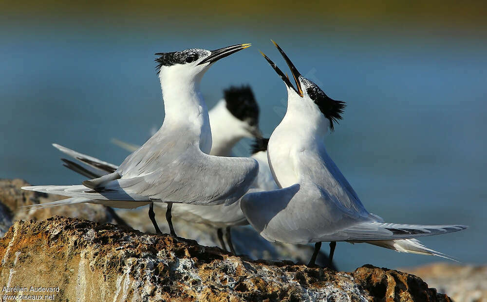 Sandwich Ternadult, courting display, Reproduction-nesting, Behaviour