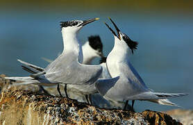 Sandwich Tern