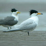 Chinese Crested Tern