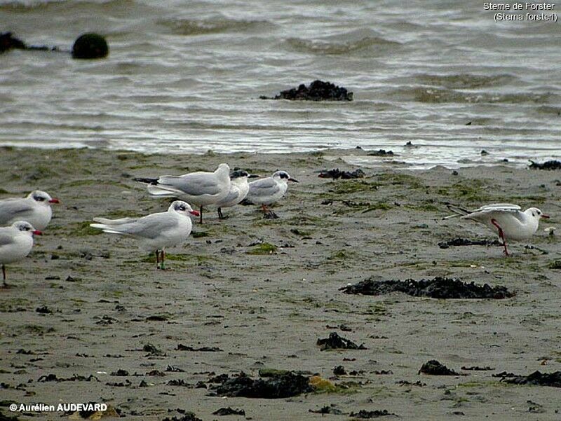 Forster's Tern