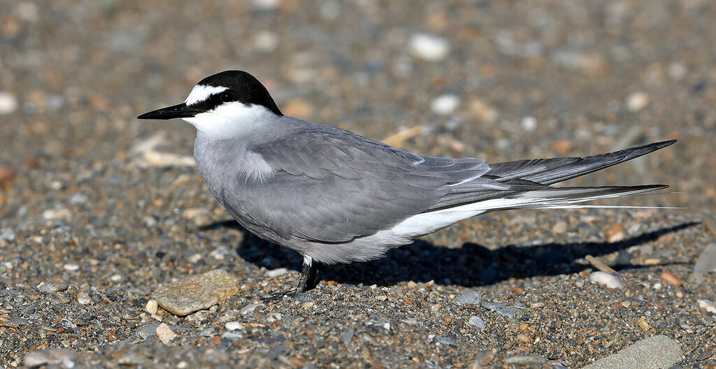 Aleutian Tern