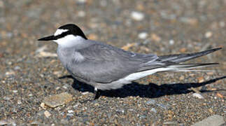 Aleutian Tern