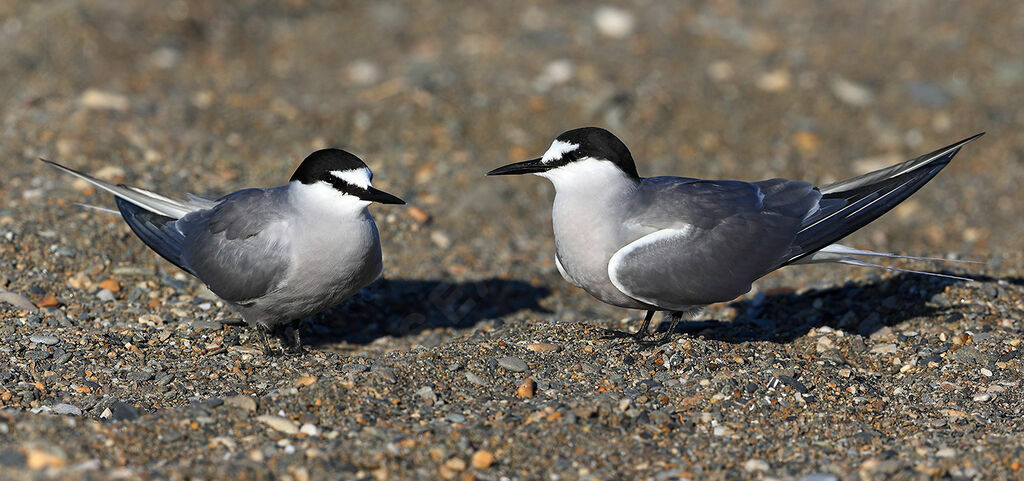 Aleutian Tern