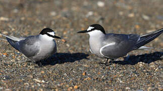 Aleutian Tern