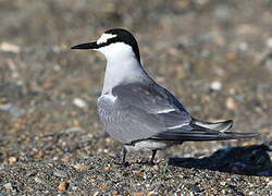 Aleutian Tern