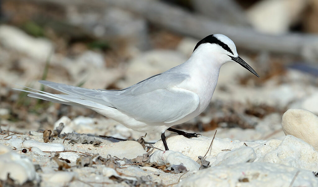 Black-naped Tern, identification, walking