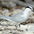 Black-naped Tern