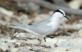 Black-naped Tern