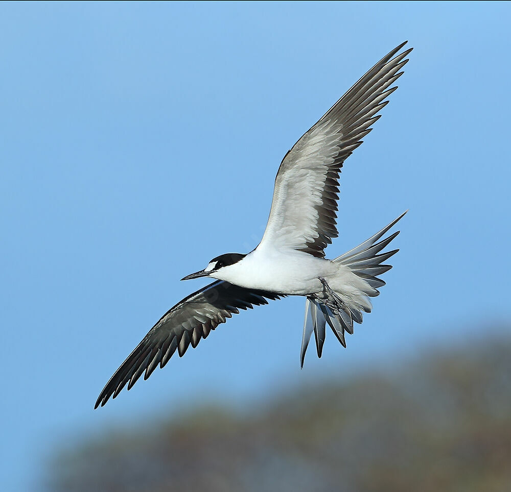 Sooty Ternadult, Flight