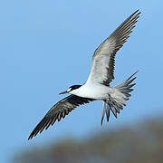 Sooty Tern