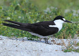 Sooty Tern