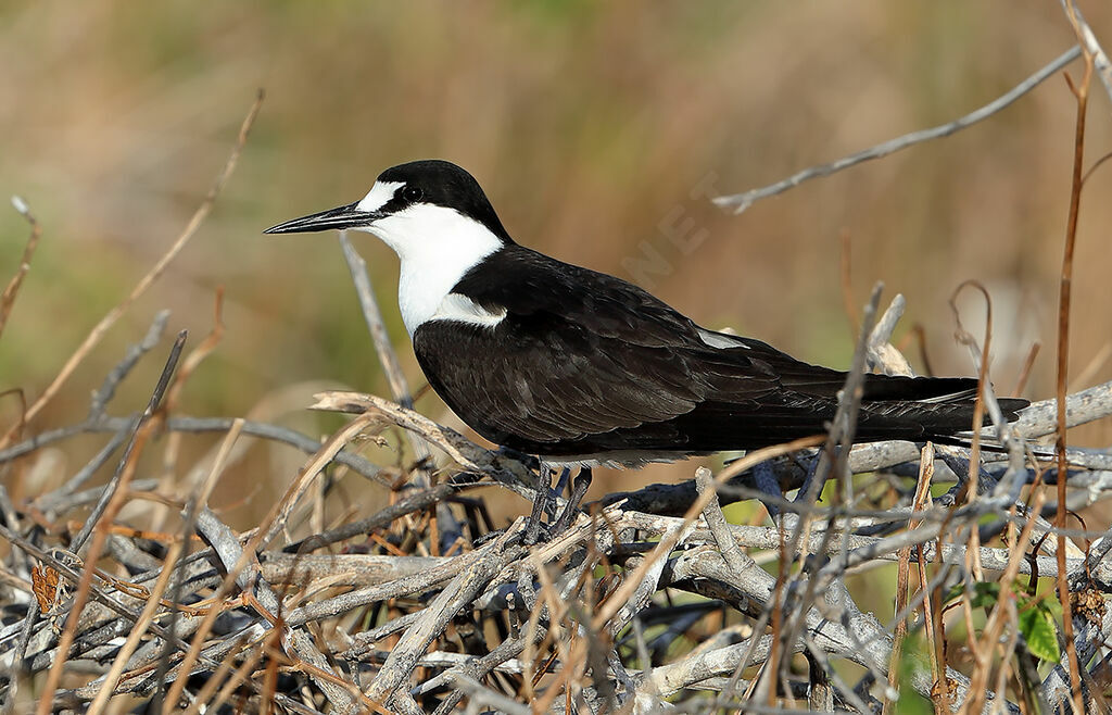 Sooty Ternadult, identification