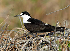 Sooty Tern