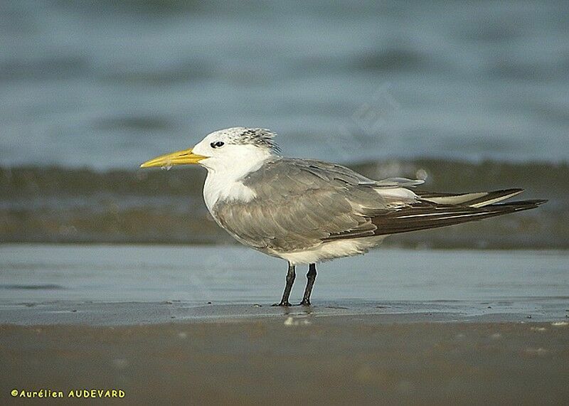 Greater Crested Tern