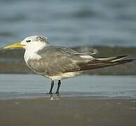 Greater Crested Tern