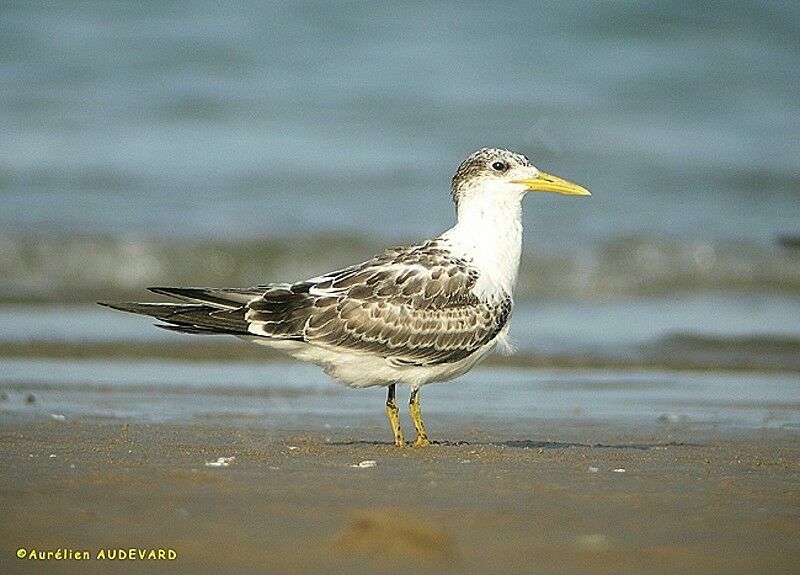 Greater Crested Tern