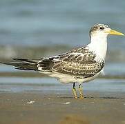 Greater Crested Tern