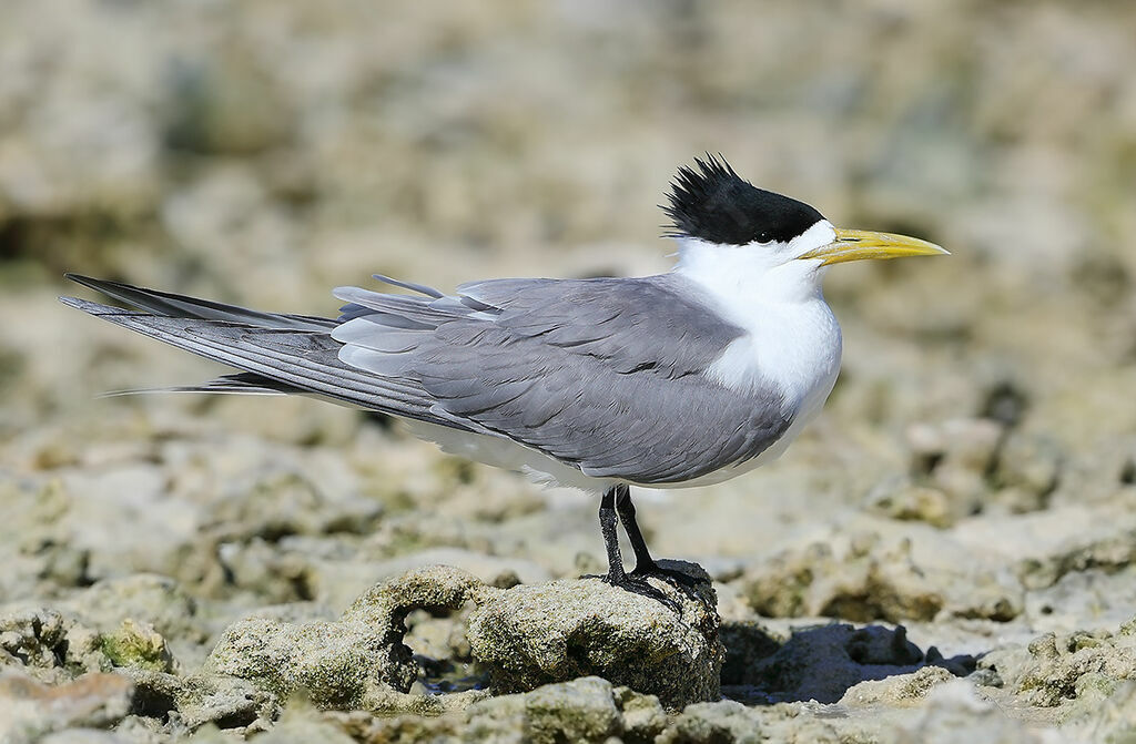 Greater Crested Ternadult breeding, identification