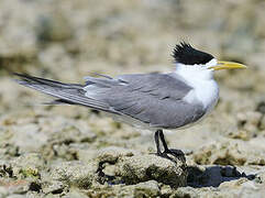 Greater Crested Tern