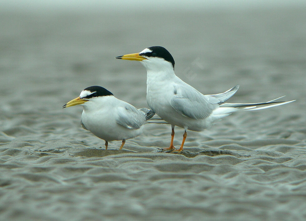 Little Tern adult breeding, Reproduction-nesting, Behaviour