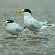 Little Tern