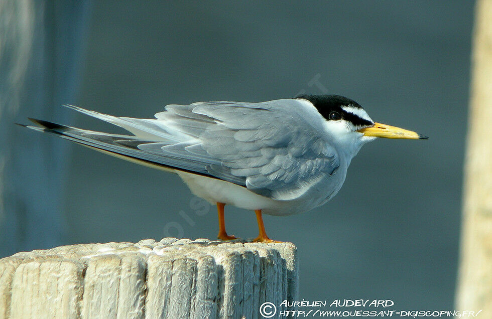 Little Tern