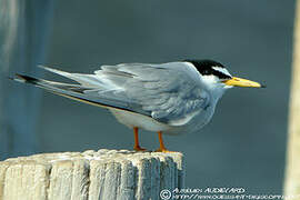 Little Tern