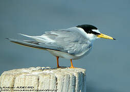 Little Tern