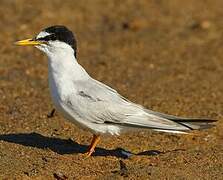 Little Tern