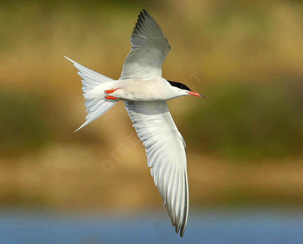 Common Tern