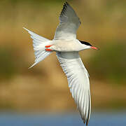 Common Tern