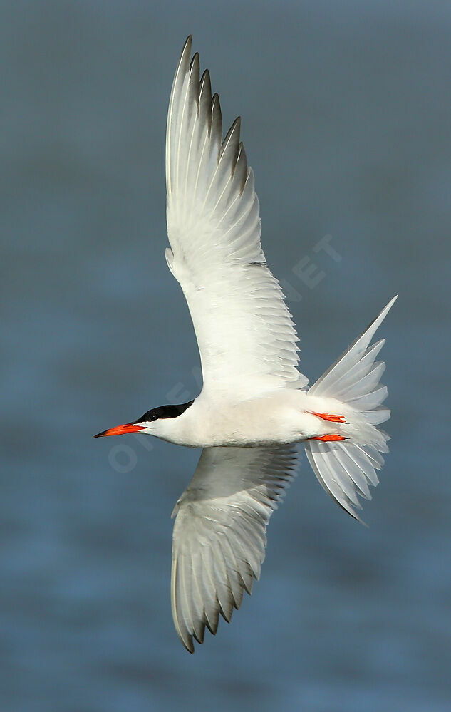 Common Ternadult breeding, Flight