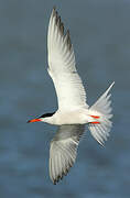 Common Tern