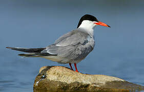 Common Tern