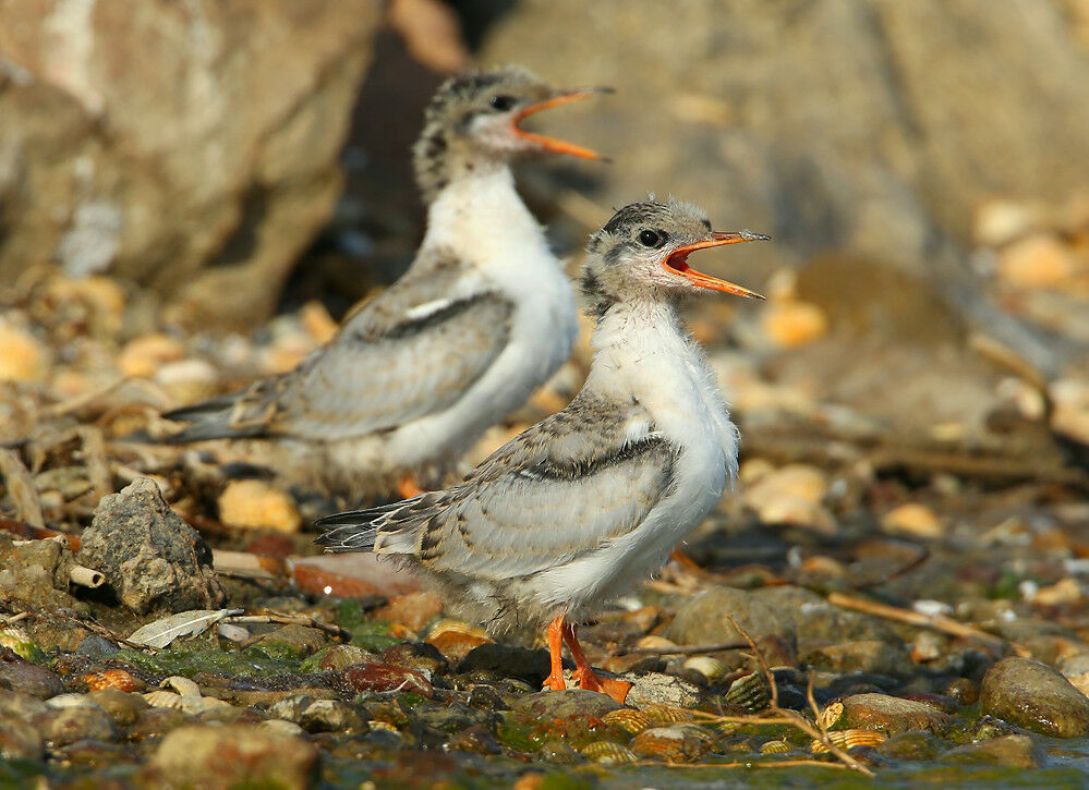 Common Ternjuvenile