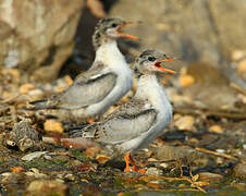 Common Tern