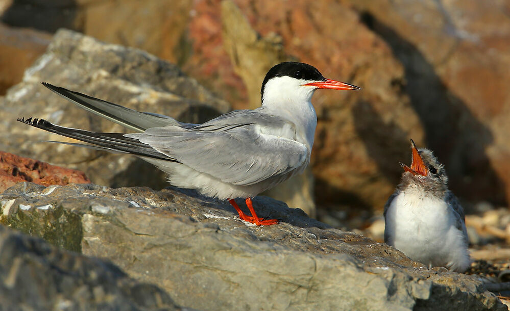 Common Tern, Reproduction-nesting