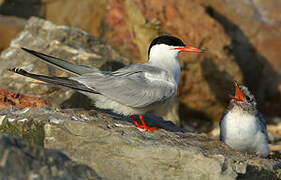 Common Tern