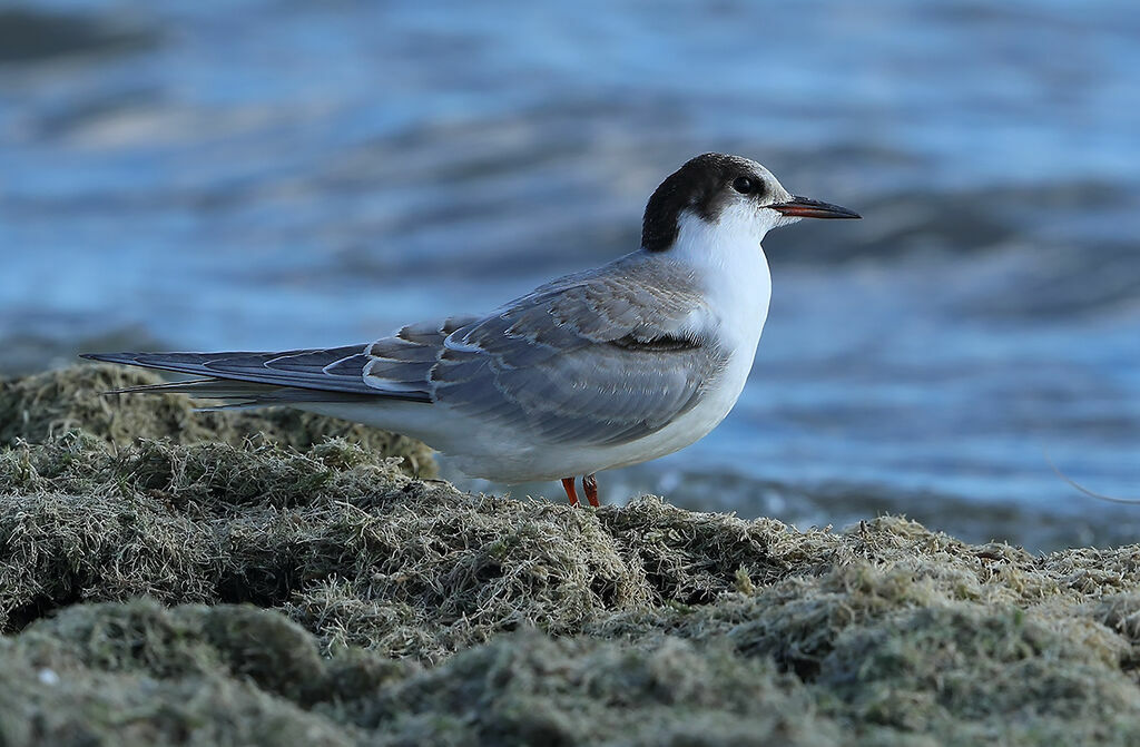 Common Tern