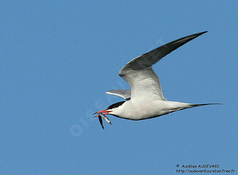 Common Tern