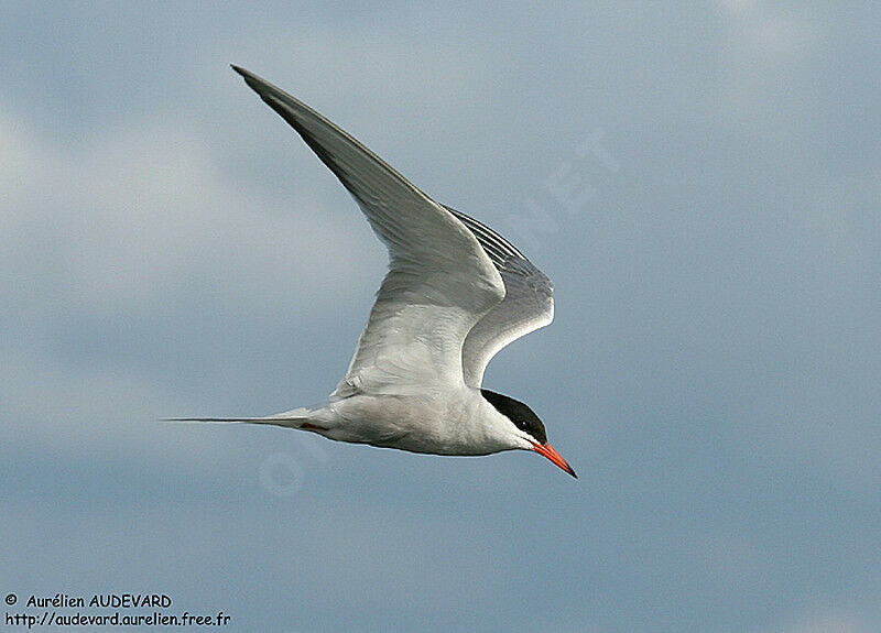 Common Tern