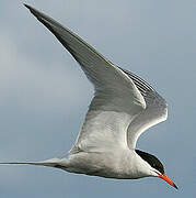 Common Tern