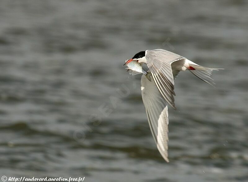 Common Tern