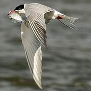 Common Tern