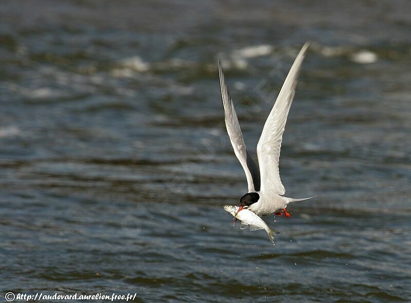 Common Tern