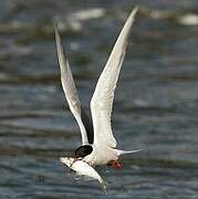 Common Tern